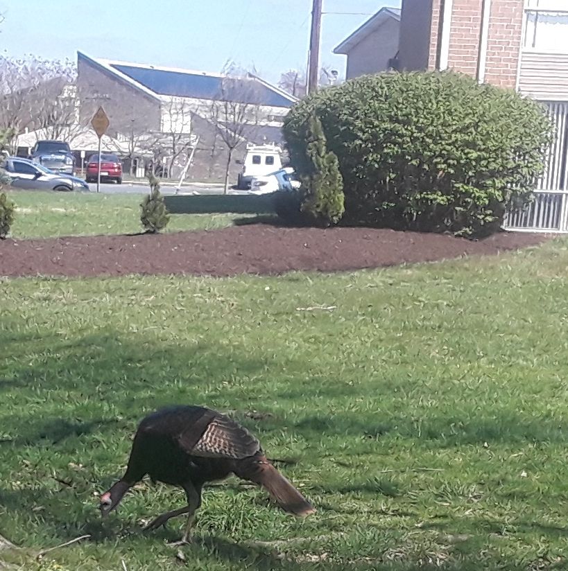 Franklin Park turkey
