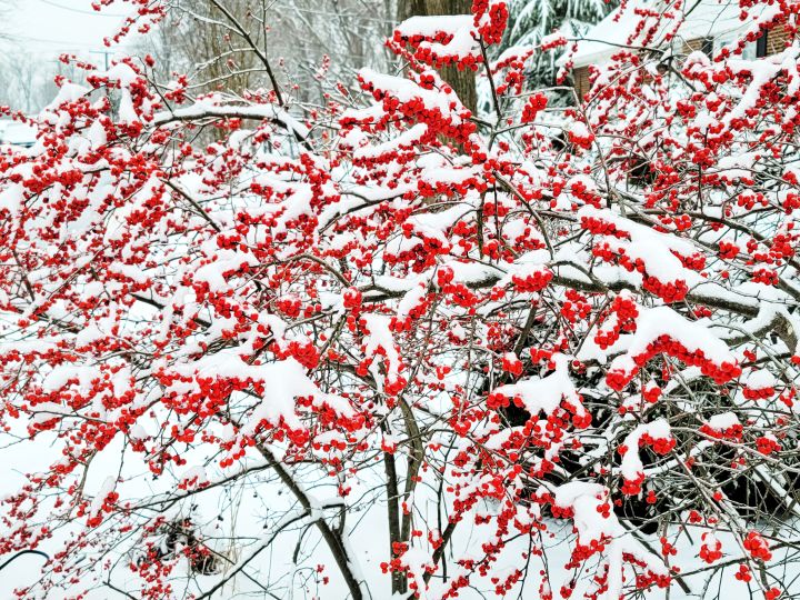 Winter berries are topped with snow by Mary Lou Williamson