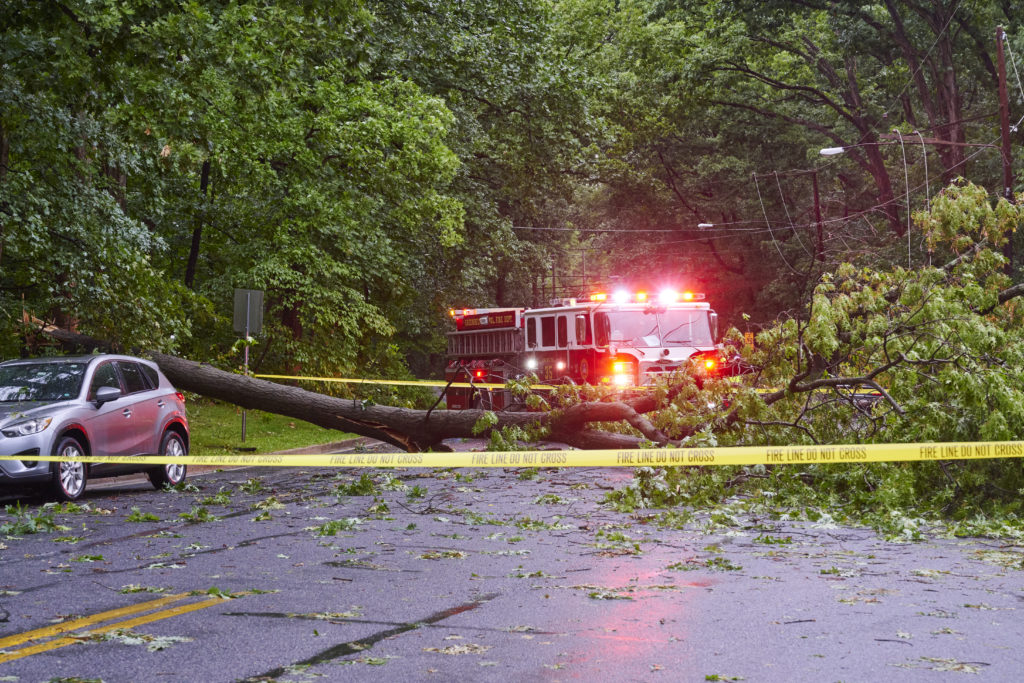 A fire truck, red lights bright, is parked behind a fallen tree that stretches across a road.. Yellow caution tape cordons off the road on both sides of the tree.