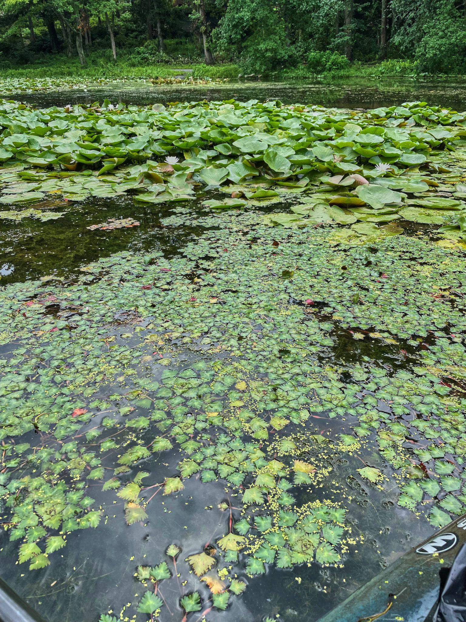 Invasive Water Chestnut Found In Maryland at Greenbelt Lake