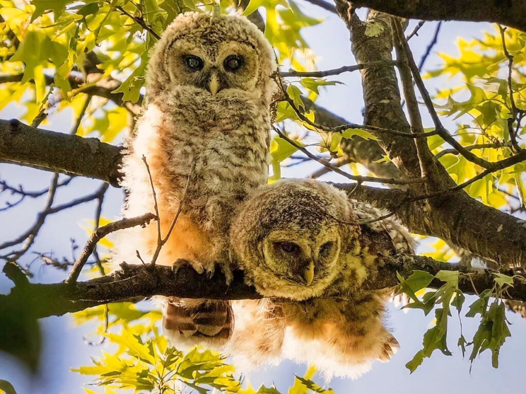 Two fluffy baby owls sit on a branch, surrounded by green leaves illuminated by sunlight. One owl sits tall, looking straight ahead. The other owl leans forward, looking to one side.