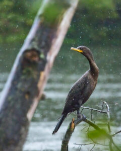 Cormorant at the lake